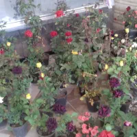 نهال گل رز ساناز روند