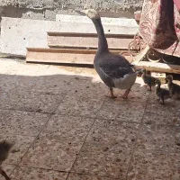 غوقاز ماده تنها بفروش میرسد