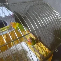 کوتوله برزیلی باهمه ی وسایل هاش|پرنده|ماهدشت, |دیوار