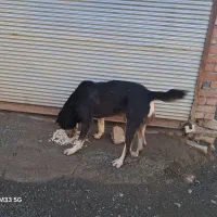 معاوضه|سگ|مریوان, |دیوار