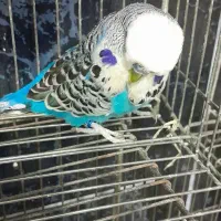 مرغ عشق *انگلیسی*پروانه ای*معمولی*