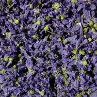 گل ختمی فروشی قیمت مناسب و خوب