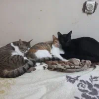 واگذاری ۳ بچه گربه