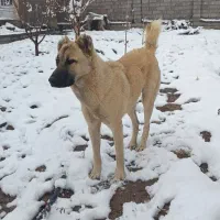 سگ کانگال|سگ|کرمان, |دیوار