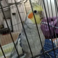 دوتا عروس خوشگل اهلی|پرنده|تهران, امیریه|دیوار