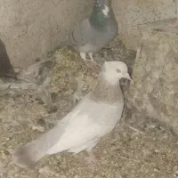 کبوتر یا کفتر پلاکی و بهبهانی نرو ماده|پرنده|شیراز, نصر|دیوار