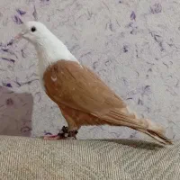 کله سفید فروش و معاوضه