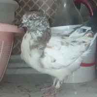 کبوتر
