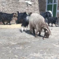 فروش|حیوانات مزرعه|خاش, |دیوار