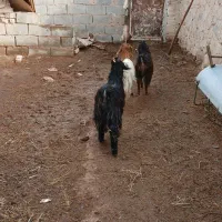 بزغاله|حیوانات مزرعه|سده (خراسان جنوبی), |دیوار