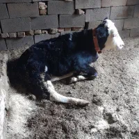 گوساله نر|حیوانات مزرعه|اسفرورین, |دیوار