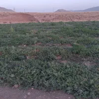 خوراک دام هندوانه ارسال به سراسر کشور