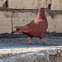 سرخ کاکلی ماده|پرنده|الوند, |دیوار