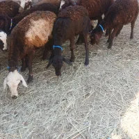 بره ماده شیشک