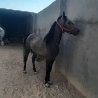نریان|اسب و تجهیزات اسب‌سواری|خمینی‌شهر, |دیوار