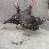 بوقلمون طبیعی