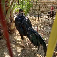 گمشده|حیوانات|ایرانشهر, |دیوار