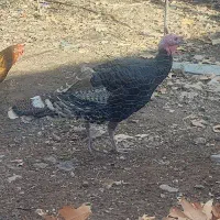 بوقلمون ماده