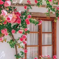 اجاره خانه دوطبقه در شهر النی