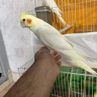 جوجه عروس هلندی ۲ ماهه