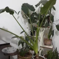 گل طبیعی.بابا ادم