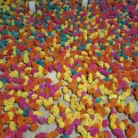 جوجه رنگی کوردی اردک عمده