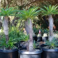 نخل ماداگاسکار/افوربیا/خرفه/گندمی/سانسوریا