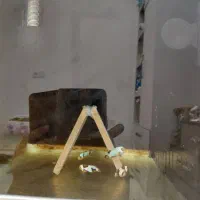 دلقک ماهی خاص برای  آکواریوم  آب‌شور