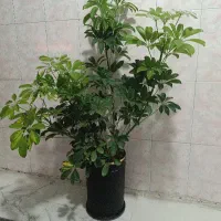 گل شفلرا