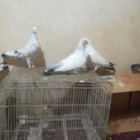 باسلام ۳عددکبوتر|پرنده|بروجرد, |دیوار