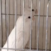 عروس هلندی همه مولد