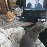فروش گربه