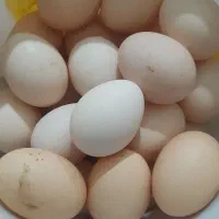 تخم مرغ  خانگی|خوردنی و آشامیدنی|مشهد, سیس‌آباد|دیوار