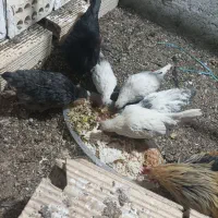 مرغ خروس زینتی همراه با جوجه هاش|حیوانات مزرعه|ورامین, ورامین|دیوار