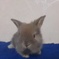 خرگوش لوپ مینیاتوری|موش و خرگوش|بروجرد, |دیوار