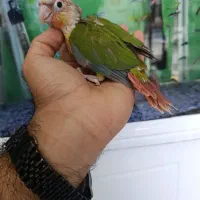 جوجه گرین دبل رد و تراکوییس یلو و خورشیدی و قناری|پرنده|خورموج, |دیوار