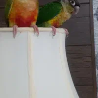 فروش دو عدد طوطی گرینچیگ|پرنده|گرمسار, |دیوار