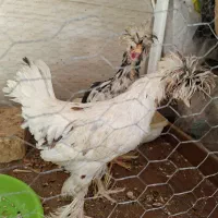 مرغ و خروس