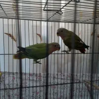 طوطی برزیلی