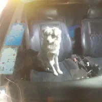 سگ پا کوتاه|سگ|بجنورد, |دیوار