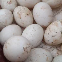 تخم مرغ|خوردنی و آشامیدنی|سبزوار, شرق کال عیدگاه|دیوار