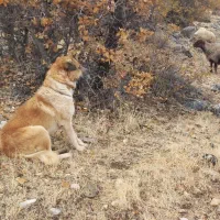 سگ نگهبان|سگ|گهواره, |دیوار