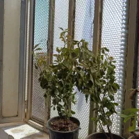کارگر ساده یا کار جمع کن جهت کار در تولیدی