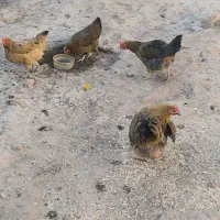 مرغ تخم گذار سرحال و سالم