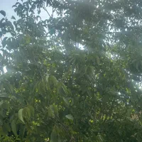 باغ گردو
