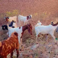 بز چمبیش نر وماده 25عدد  گاو گوسفند بره گاومیش