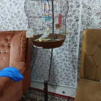 عروس هلندی سالم و سرحال