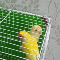 طوطی برزیلی|پرنده|مشهد, انصار|دیوار