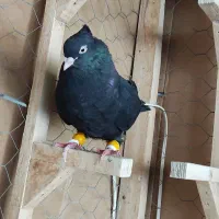 کفتر ۶عدد ماده دونه ۵۰۰مقطوع