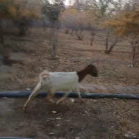 بز دورگ|حیوانات مزرعه|کهک, |دیوار